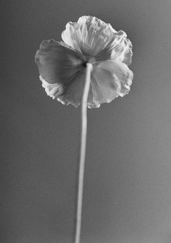 14. Tall poppy, back and white