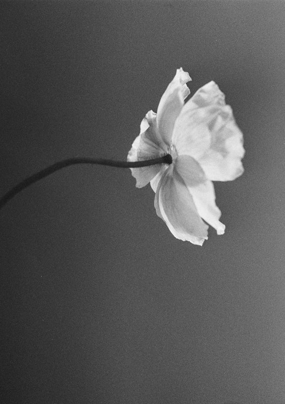 15. Reaching poppy, black and white