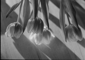 19. Tulip, dropping, black and white (bunch)