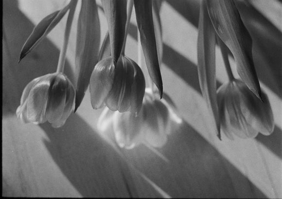 19. Tulip, dropping, black and white (bunch)