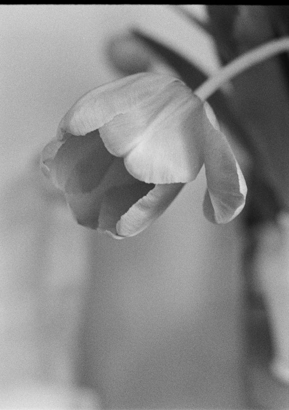 21. Tulip, opening, black and white