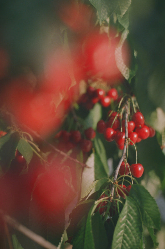 35. Backyard cherries, ripening