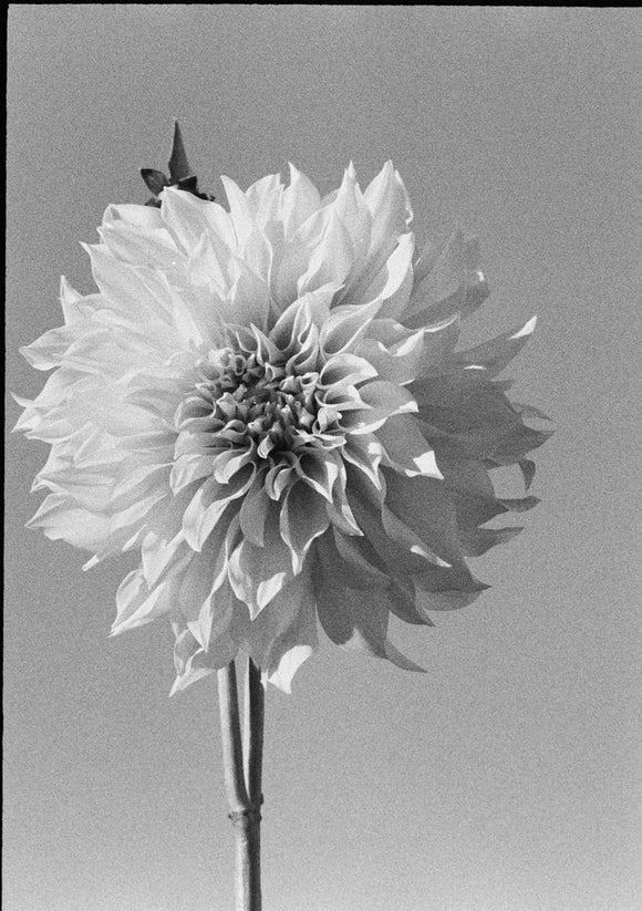 37. Dahlia, black and white