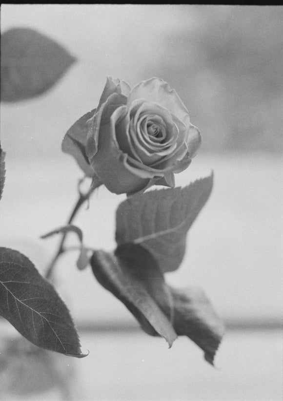 38. Respite rose, black and white
