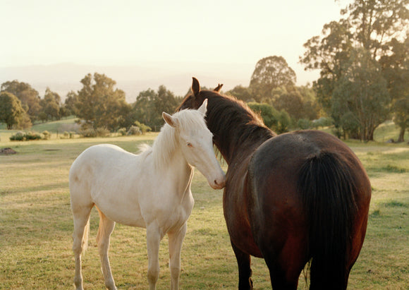 9. Horses embracing (landscape)