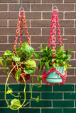 Woljam | Plant Hanger | Rose