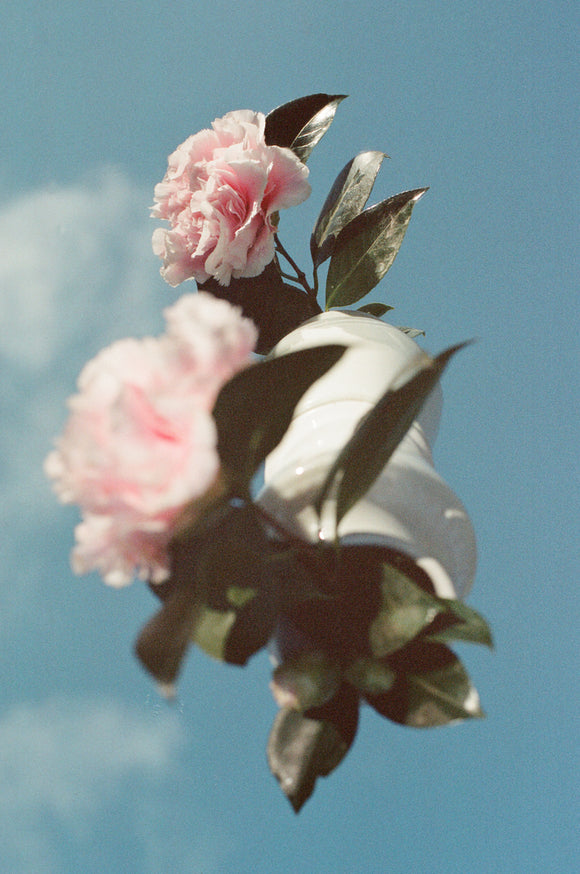 22. Felicity's camellias