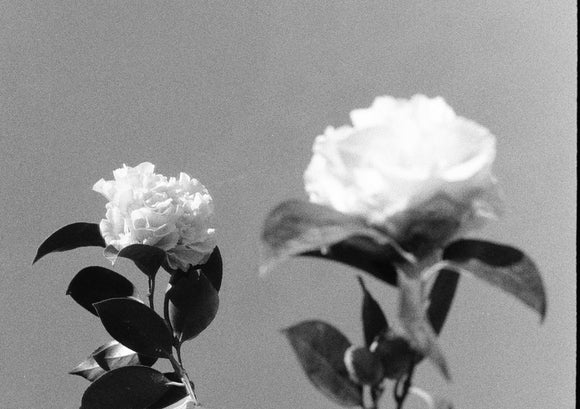 26. Fever of rays, Felicity's camellias, black and white