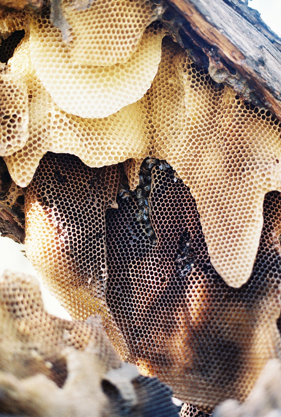 27. Wild pandemic honey