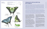 100 Australian Butterflies, Bees, Beetles & Bugs | Georgia Angus