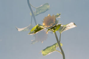 30. Sunflowers, reaching