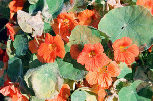 36. Winter morning, nasturtiums, Dad's