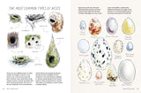 Birds in Watercolour: A Beginner's Guide to Drawing and Painting Birds | Sofia Gazarian