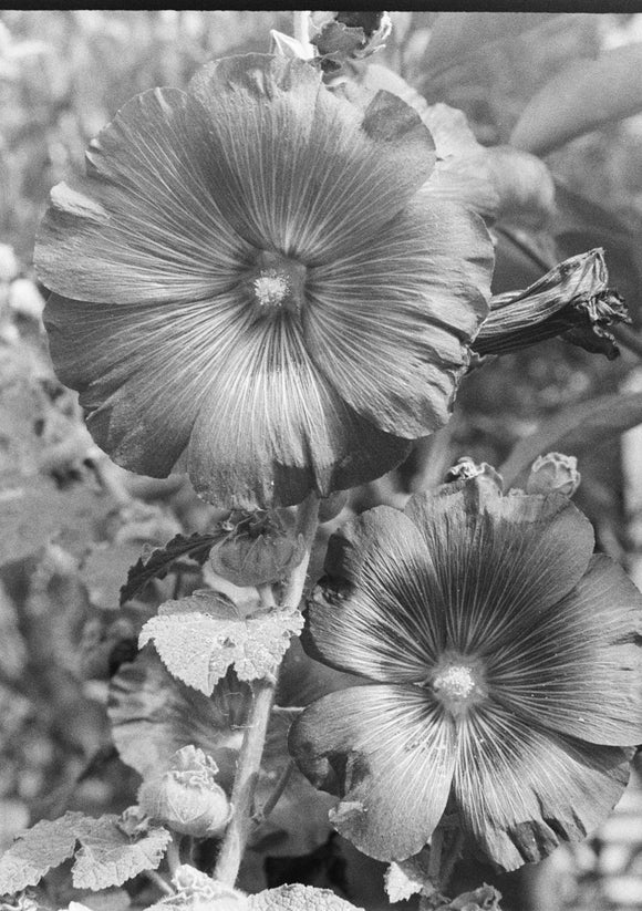11. Hollyhock faces, black and white