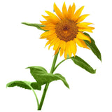 Mrs Green | Giant Sunflower | Grow your own Sunflower