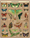 Cavallini 1000 piece puzzle | Entomology
