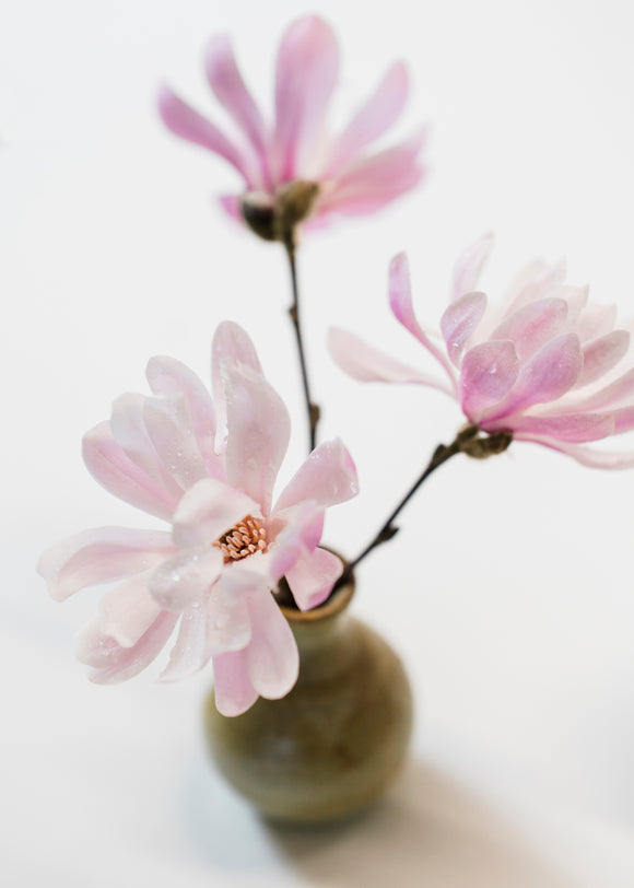 10. Little Magnolia