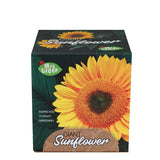 Mrs Green | Giant Sunflower | Grow your own Sunflower