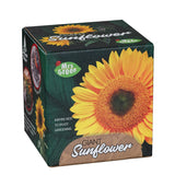 Mrs Green | Giant Sunflower | Grow your own Sunflower