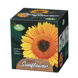 Mrs Green | Giant Sunflower | Grow your own Sunflower