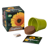 Mrs Green | Giant Sunflower | Grow your own Sunflower