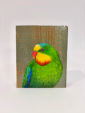 37. Superb Parrot