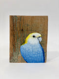 45. Pale Headed Rosella