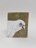 42. Western Corella