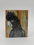 38. Red Tailed Black Cockatoo
