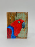 5. Eclectus Parrot