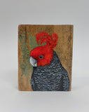 11. Gang Gang Cockatoo