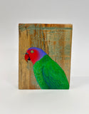 55. Red Cheeked Parrot