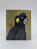 53. Yellow Tailed Black Cockatoo