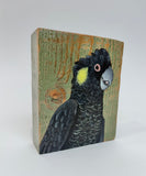 53. Yellow Tailed Black Cockatoo