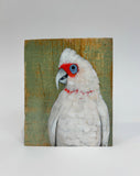 28. Long Billed Corella