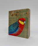 25. Western Rosella
