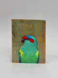 3. Musk Lorikeet