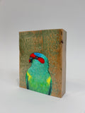 3. Musk Lorikeet
