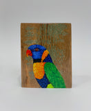 36. Red Collard Lorikeet