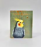 31. Cockatiel