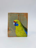 52. Green Rosella