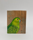 47. Ground Parrot