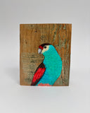 35. Paradise Parrot