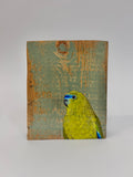 10. Rock Parrot