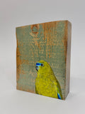 10. Rock Parrot