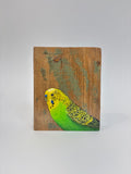 54. Budgerigar