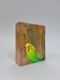 54. Budgerigar