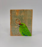 16. Red Fronted Parakeet