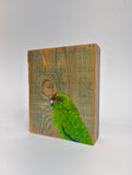 16. Red Fronted Parakeet