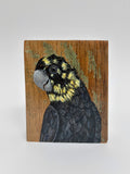 18. Glossy Black Cockatoo